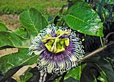 ✬2.Passiflora edulis, or the common, Passion Fruit flower flowering in full bloom in Hong Kong, China. Photographed by Earth100.