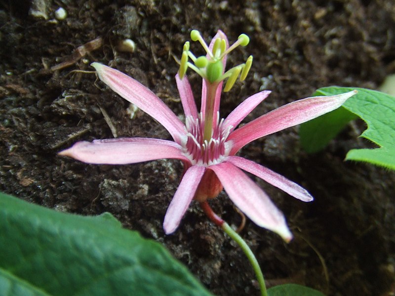 File:Passiflora sanguinolenta4.jpg