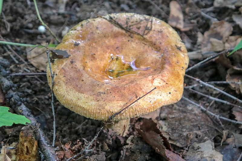 File:Paxillus involutus 135835177.jpg