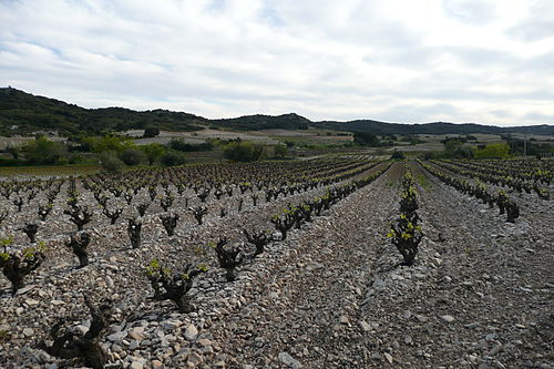 Wijngaard laag bij de grond. Op plaatsen waar af en toe harde wind voorkomt worden de druivenstokken laag bij de grond gehouden. Bovendien profiteren de druiven straks beter van de stralingswarmte doordat zij dichter bij de kiezelkeien hangen. Voorbeeld: Tavel aan de Rhône in Frankrijk.