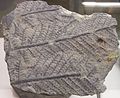 Fossil fern from the Upper Carboniferous (300 million years old)