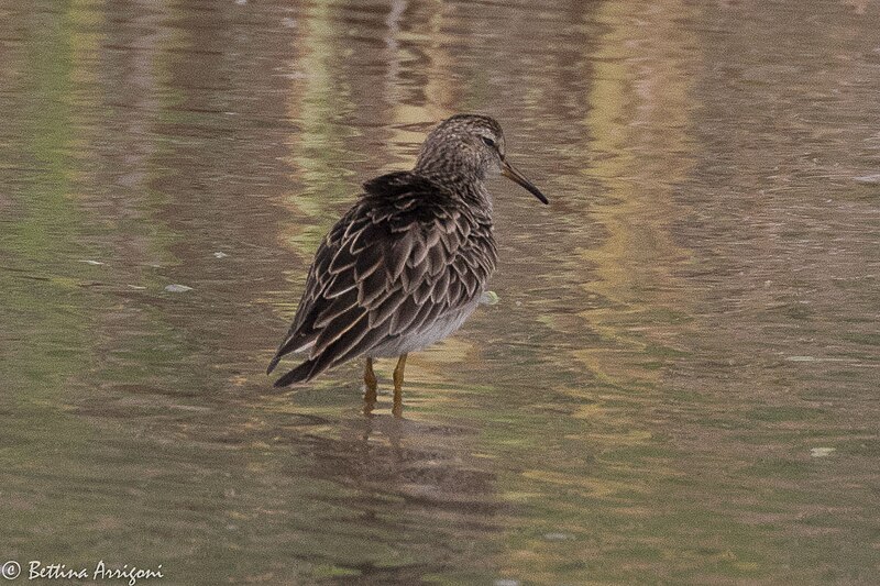 File:Pectoral Sandpiper Santa Ana NWR Mission TX 2018-03-15 11-18-08 (40789450652).jpg