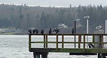 Pelagic cormorants (presumably U. p. resplendens) at Kitsap Peninsula (Washington, United States) preening after fishing. Note spread-winged posture of bird in center. Pelagic cormorants.jpg