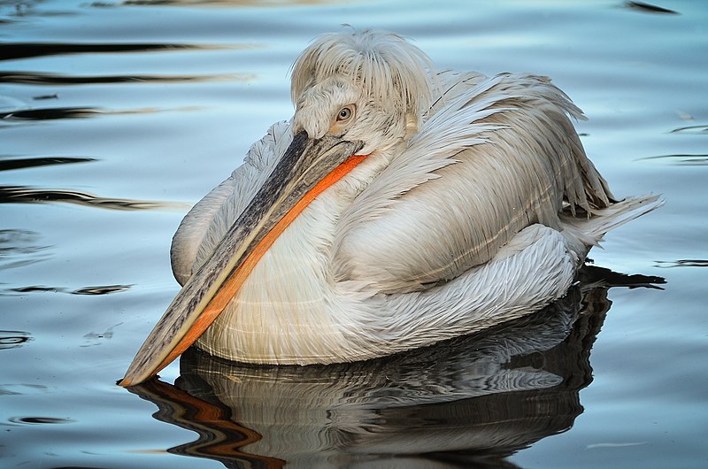 File:Pelecanus crispus (Dalmatian Pelican - Krauskopfpelikan) - Weltvogelpark Walsrode 2012-01.jpg