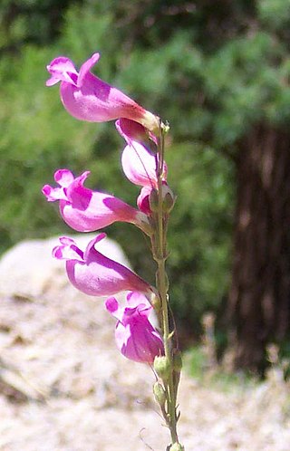 <i>Penstemon floridus</i> Species of flowering plant