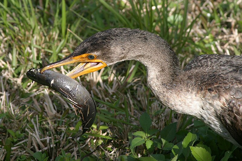 File:Phalacrocorax auritusPCCA20060128-2198A.jpg