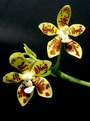 Resim açıklaması Phalaenopsis viridis Orchi 034.jpg.