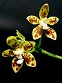 Phalaenopsis viridis