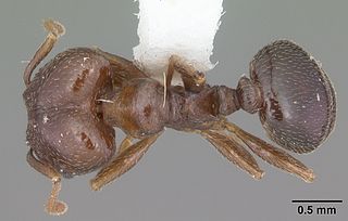 <i>Pheidole crassicornis</i> Species of ant
