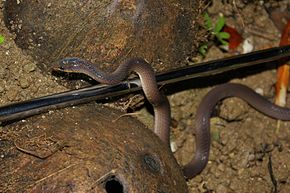 Bilde Beskrivelse Philippine Shrub Snake (Oxyrhabdium modestum) 4.jpg.