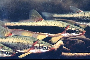 Two Blackside Dace swim near the bottom of a water body