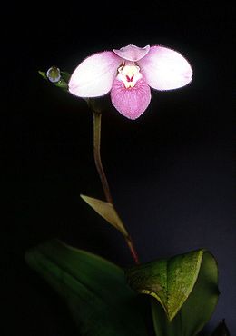 Rausvoji vyžūnė (Phragmipedium schlimii)