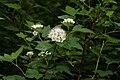 Physocarpus capitatus