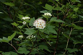 Descrizione dell'immagine Physocarpus capitatus 9540.JPG.