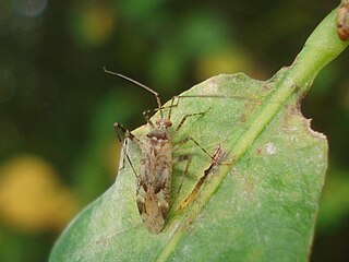 <i>Phytocoris tiliae</i> Species of true bug