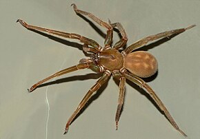 Kuvan kuvaus Piano-flat-spider-steve-kerr-cc-by.jpg.