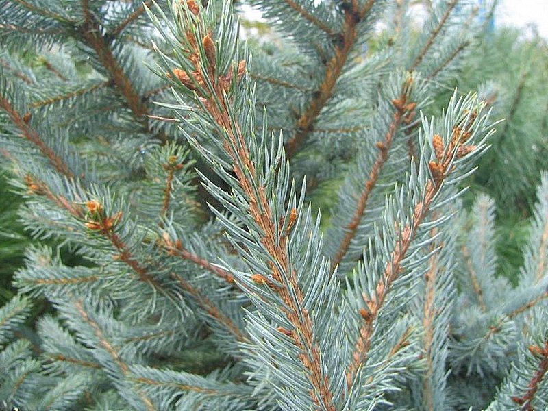 File:Picea pungens Fat Albert 1zz.jpg