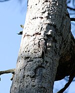 Red cockaded woodpecker at nest cavity in longleaf pine Picoides borealisPCCA20060409-3008B.jpg