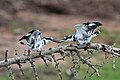* Nomination Pied kingfishers (Ceryle rudis rudis), Chobe National Park, Botswana --Bgag 01:00, 4 April 2018 (UTC) * Promotion Good quality. -- Johann Jaritz 02:24, 4 April 2018 (UTC)