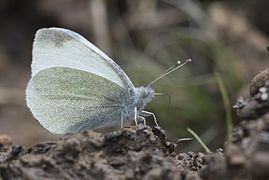 爱谷粉蝶 Pieris ergane