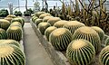 * Nomination: Kroenleinia Grusonii or the Golden Barrel Cactus at Pine View Nursery, Kalimpong --Sumitsurai 20:22, 25 August 2023 (UTC) * * Review needed