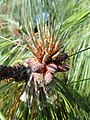 Pollen cones, Lake Como, Italy; April 2011