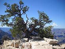 Pokroucený starý strom nad Grand Canyonem