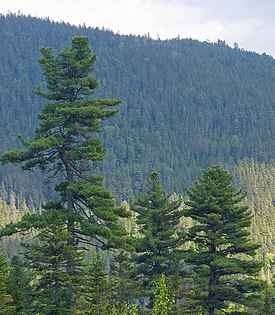 Pinus koraiensis, Cheremshany, Sikhote Alin, Russia.jpg