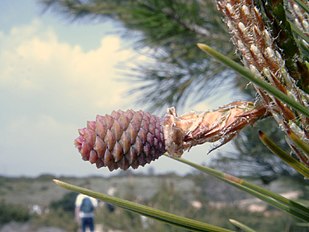 Young female conelet