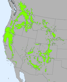 Range map of ponderosa pine Pinus ponderosa range map 2.gif