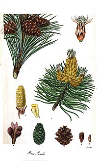 Pinus pumilio1.jpg