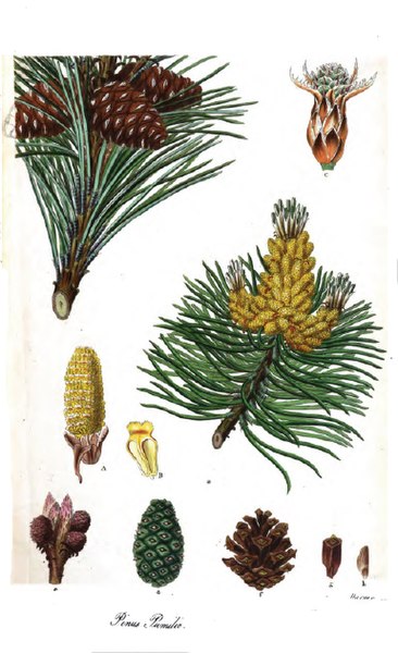 File:Pinus pumilio1.jpg