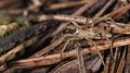 * Nomination Pisaura mirabilis (Nursery web spider). --Christian Ferrer 04:35, 9 June 2016 (UTC) * Promotion Good quality. --Hubertl 14:14, 9 June 2016 (UTC)