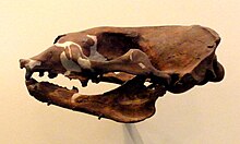 Skull of Piscophoca pacifica Piscophoca pacifica.JPG