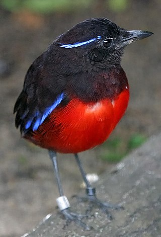 <span class="mw-page-title-main">Graceful pitta</span> Species of bird