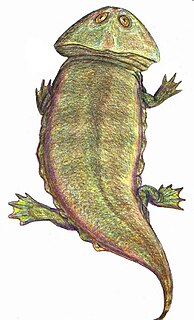 <i>Plagiosaurus</i> Extinct genus of amphibians