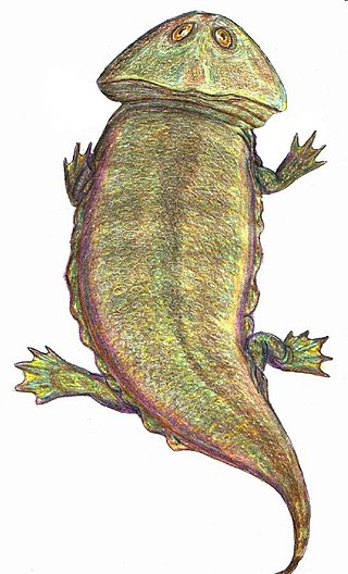 <i>Plagiosaurus</i> Extinct genus of amphibians