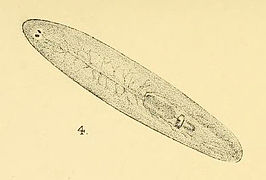 Planaria kempi