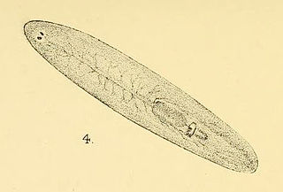 <i>Planaria kempi</i> Species of flatworm