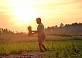 File:Planting paddy seedlings.jpg