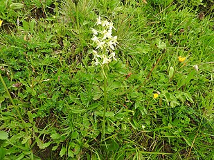 Platanthera bifolia Switzerland - Brienzer Rothorn