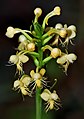 Platanthera pallida