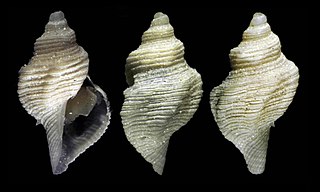 <i>Pleurotomella rossi</i> Species of gastropod