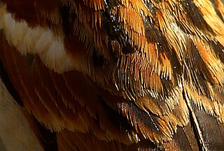 Plumage pattern, colour, and arrangement of a birds layer of feathers