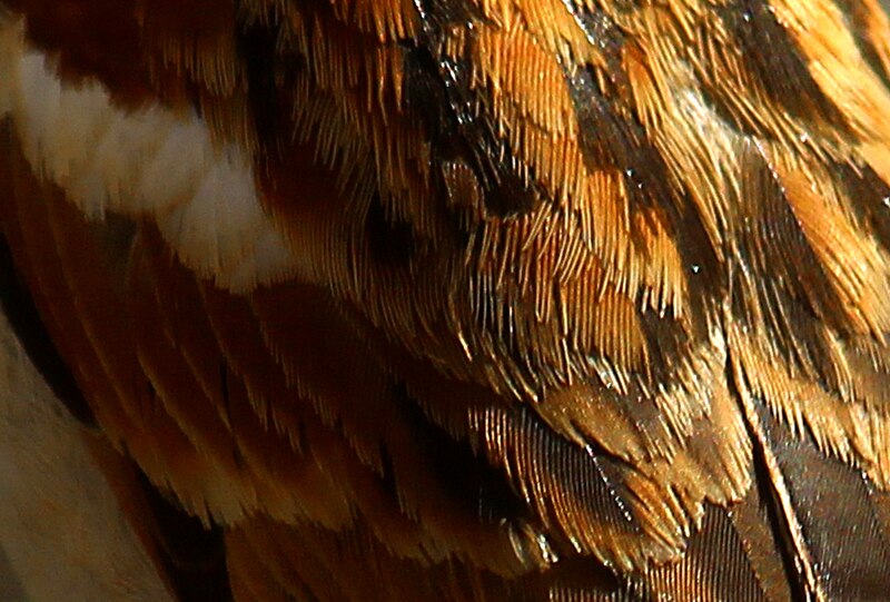 Plumage - Wikipedia