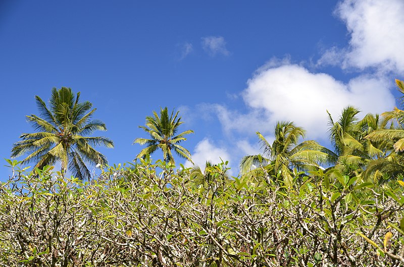 File:Plumeria and Coconut - panoramio.jpg