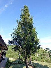 Podocarpus angustifolius (en), espèce endémique