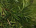 Podocarpus nakaii