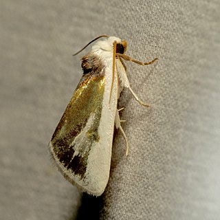 <i>Neumoegenia</i> Genus of moths