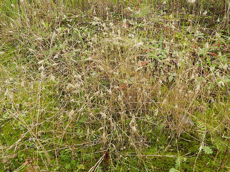 File:Polypogon maritimus plant (02).jpg